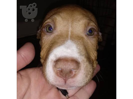 PoulaTo: Abkc Ch Γραμμή ποιότητας American Bully Puppies